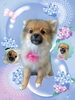 「Dog salon mofu mofu　余市町」