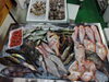 「📣本日のお魚情報🐟」