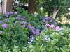 「性海寺の紫陽花」