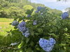 「【新居浜市・池田公園】水辺に咲く涼やかな紫陽花が見頃を迎えています✨」
