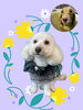 「Dog salon mofu mofu　余市町」