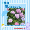 「梅雨|桶谷式母乳育児相談室それいゆです☆船堀駅徒歩3分☆」