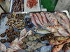 「📣本日のお魚情報🐟」