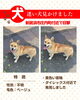 「【新居浜市庄内町付近】迷い犬？かも。黄色い首輪をつけたベージュの中型犬がいます。」
