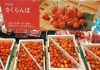 「旬の味覚・山形産さくらんぼが店頭に勢ぞろい！贈り物・ご家庭用にもおすすめです🍒」