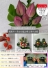 「【泉佐野市、貝塚市、熊取町、日根野】でお住まいの方でお盆のお供えのお花をお探しの方、初盆のお供えのお花をお探しの方にオススメの花屋りっちゅ情報」