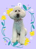 「Dog salon mofu mofu　余市町」