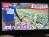 顔はもうよいかな…😅「☆カラフル野菜の小山農園『every.』無事にオンエア欲しい」