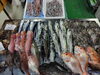 「📣本日のお魚情報🐟」