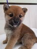 「【WAN'S】新しいワンちゃんのご紹介！柴犬　オス」