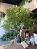 トネリコ「🌿【店内に大きなトネリコの樹が登場しました】🌿」