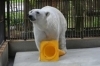 ピース「ホッキョクグマのピース」
