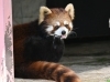 「サンライZOO モーニングツアー」