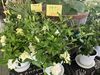「夏はグリーンがおすすめ！南魚沼の花屋、フローリストたかの。」