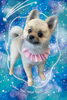 「Dog salon mofu mofu　余市町」