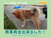「【迷子001】見つかりました！」