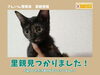 「譲渡済【里親001】里親募集中｜ねこ｜」