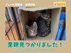 「譲渡済【里親002】里親募集中｜ねこ」