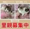 「【里親003】出雲市｜子猫の里親募集」