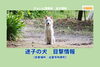 「保護済み【迷子004】出雲市所原町｜迷子の犬」