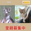 「【里親004】出雲市｜子猫の里親募集中」