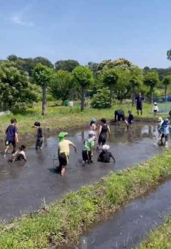 田んぼの中でタグラグビー。楽しく足腰が鍛えられます「子供の成長に合わせたトレーニングで効率よく運動しましょう! 今日は「スキャモンの成長曲線」についてお話します。」