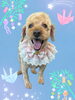 「Dog salon mofu mofu　余市町」