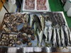 「📣本日のお魚情報🐟」