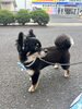 チワワ サマーカット「夏のトリミングは毛質に合わせてすっきり涼しく！中・大型犬のカットご相談ください」