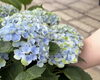 「🌸梅雨の楽しみ方🌿6月といえば…やっぱり「紫陽花（あじさい）」【越前市/花屋/生花/フラワーアレンジメント/ふるーれ・T】」
