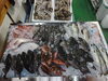 「📣本日のお魚情報🐟」
