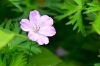 ハクサンフウロ「ハクサンフウロ、フシグロセンノウ登場！初夏の山野草がお目見えはじめました！」