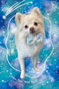 「Dog salon mofu mofu　余市町」