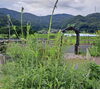 「ハーブのこみち🌿ハーブも夏🌞👒」