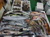 「📣本日のお魚情報🐟」
