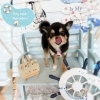 チワポメ　カット「⭐️ミックス犬の価格について⭐️🐶ミックス、チワワ、トリミングのお友達⚓️」