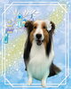 「Dog salon mofu mofu　余市町」