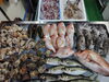 「📣本日のお魚情報🐟」