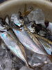 釣りアジ「釣りアジ」