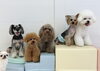 Hこなつ♡くま♡もっちー♡クー♡るい「ましゅまろ幼稚園🐾」