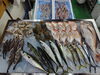 「📣本日のお魚情報🐟」