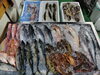 「📣本日のお魚情報🐟」