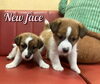 「5月１５日生まれの男の子2匹🐶」
