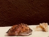 タカベ「今年も登場🐟初夏の旬「タカベ」で感じる季節」
