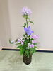 裏千家教室床の間の茶花～先生がいけてくださいます✨「【銀座の茶道教室】【中央区の茶道教室】素敵な茶花と美しい和菓子がお待ちしています❣」
