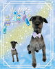 「Dog salon mofu mofu　余市町」