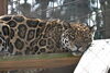 ジャガー「ジャガー・ピューマの放飼変更について」