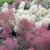スモークツリー【福島植物園／山野草／多年草】