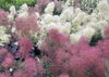 「スモークツリー【福島植物園／山野草／多年草】」