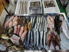 「📣本日のお魚情報🐟」
